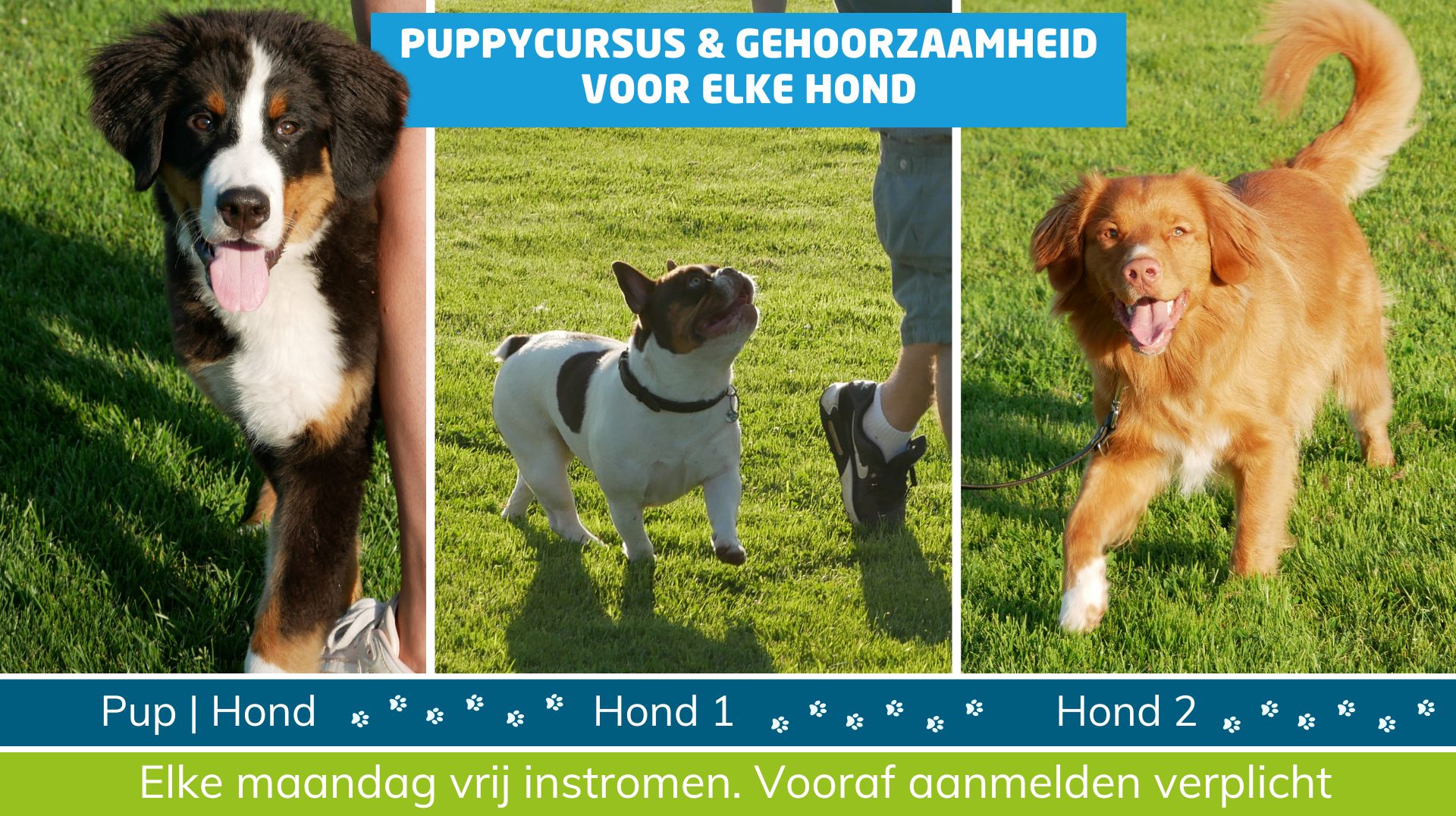 puppycursus en gehoorzaamheid